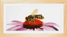 Пчела на эхинацее Thea Gouverneur 549